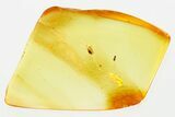 Fossil Ant-Like Stone Beetle (Scydmaeninae) in Baltic Amber #307602-1